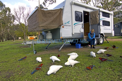 caravan;camping;campsite;birds eating seeds;grampians national park;caravan camping;campground
