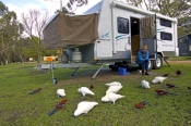 caravan;camping;campsite;birds-eating-seeds;grampians-national-park;caravan-camping;campground