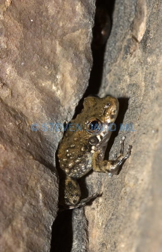coplands rock frog picture;coplands rock frog;copland's rock frog;coplands frog;copland's frog;saxicoline tree frog;litoria coplandi;amphibian;amphibians;small frog;tiny frog;one;single;brown;mottled;zebedee spring;el questro;kimberley;western australia;northern australia;steven david miller