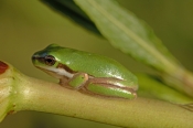 eastern-dwarf-tree-frog-picture;eastern-dwarf-tree-frog;eastern-sedge-frog;green-reed-frog;dwarf-tre