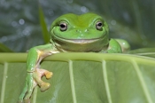 green-tree-frog-picture;green-tree-frog;green-treefrog;common-green-tree-frog;dunny-frog;northern-gr