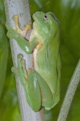 green-tree-frog-picture;green-tree-frog;green-treefrog;common-green-tree-frog;dunny-frog;northern-gr