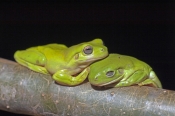 green-tree-frog-picture;green-tree-frog;green-tree-frogs;tree-frog;green-treefrog;amphibian;amphibia