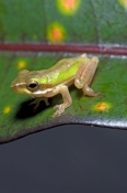 northern-dwarf-green-tree-frog-picture;northern-dwarf-green-tree-frog;northern-dwarf-green-treefrog;