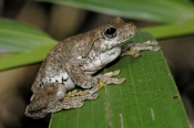 perons-tree-frog-picture;perons-tree-frog;perons-tree-frog;emerald-spotted-tree-frog;laughing-tree-f