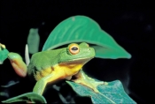 Red-eyed Green Tree Frog