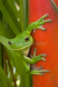 white-lipped-tree-frog-picture;white-lipped-tree-frog;white-lipped-tree-frog;white-lipped-treefrog;g