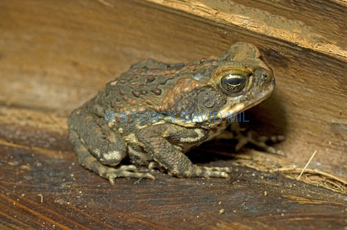 cane toad picture;cane toad;cane toads;marine toad;marine toads;bufo marinus;amphibian;amphibians;central american toad;south american toad;introduced toad;introduced species;non-native toad;non-native species;invasive species;poisonous toad;poison toad;venemous toad;grumpy;single;one;brown;mottled;cairns;queensland;north queensland;steven david miller