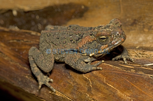cane toad picture;cane toad;marine toad;bufo marinus;introduced species;non-native toad;poisonous toad;poison toad;invasive species;grumpy;steven david miller