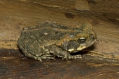 cane-toad-picture;cane-toad;marine-toad;bufo-marinus;introduced-species;non-native-toad;poisonous-to