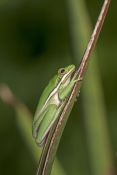 american-green-tree-frog-picture;american-green-tree-frog;american-green-treefrog;little-treefrog;hy