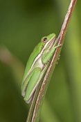 american-green-tree-frog-picture;american-green-tree-frog;american-green-treefrog;little-treefrog;hy