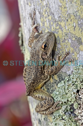 cuban tree frog picture;cuban treefrog picture;cuban treefrog;cuban tree frog;osteopilus septentrionalis;frog picture;florida frog;introduced species;invasive species;southwest florida frog;frog on tree