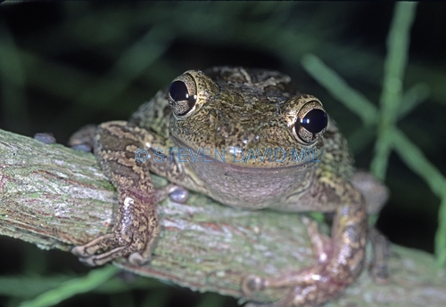 cuban tree frog picture;cuban treefrog picture;cuban treefrog;cuban tree frog;osteopilus septentrionalis;frog picture;horizontal frong picture;frog looking in camera;florida frog;introduced species;invasive species;southwest florida frog;florida;steven david miller