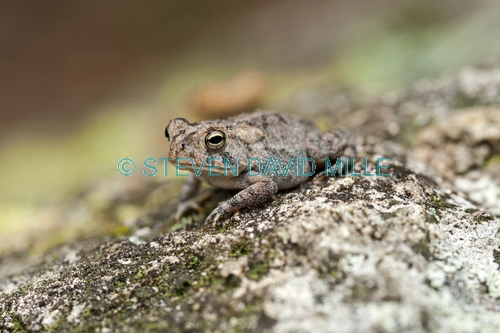 oak toad picture;oak toad;toad;american toad;smallest toad;tiny toad;anaxyrus quercicus;bufo quercicus;florida toad;oak hammock;pinewoods;florida amphibian;american amphibian;united states amphibian;north american amphibian;toad;florida;steven david miller