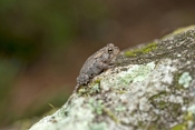 oak-toad-picture;oak-toad;toad;american-toad;smallest-toad;tiny-toad;anaxyrus-quercicus;bufo-quercic