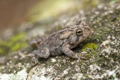 oak-toad-picture;oak-toad;toad;american-toad;smallest-toad;tiny-toad;anaxyrus-quercicus;bufo-quercic