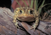 southern-toad-picture;southern-toad;bufo-terrestris;anaxyrus-terrestris;toad;toad-head-shot;toad-por