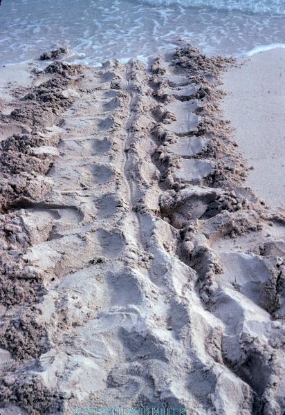 sea turtle track;turtle tracks;animals tracks;animals tracks in the sand;turtle tracks in the sand