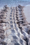 sea-turtle-track;turtle-tracks;animals-tracks;animals-tracks-in-the-sand;turtle-tracks-in-the-sand
