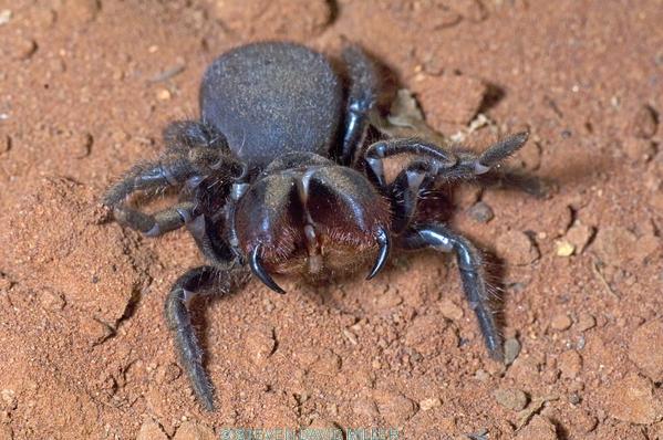 red-headed mouse spider picture;red-headed mouse picture;mouse spider;red-headed mouse spider;red headed mouse spider;missulena occatoria;spider fangs;spider threat display;steven david miller;venomous spider;natural wanders
