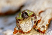 Family Salticidae: Jumping Spider