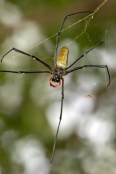 Family Nephila: Orb-weaver Spiders
