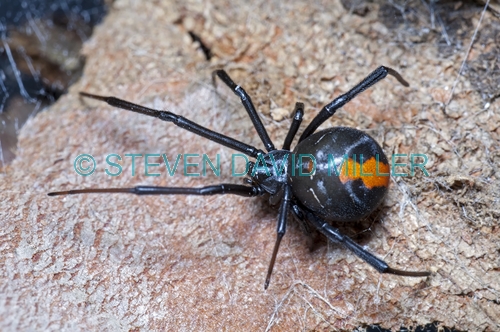 redback spider picture;redback spider;red back spider;latrodectus mactans;steven david miller;venemous spider;natural wanders