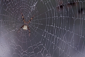 argiope-spider-web-picture;argiope-spider-web;spider-web;spider-in-web;spider-web-with-dew-s;web-wit