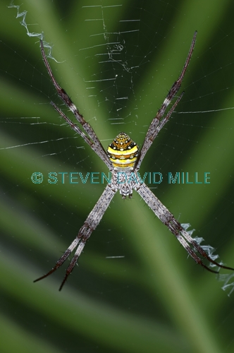 st andrew's cross spider picture;st andrew's cross spider;argiope keyserlingi;spider;australian spider;spider in web;cairns botanical gardens;steven david miller;natural wanders