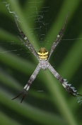 st-andrews-cross-spider-picture;st-andrews-cross-spider;argiope-keyserlingi;spider;australian-spider