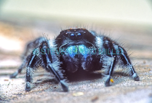 jumping spider picture;jumping spider;phidippus audax;black and blue jumping spider;spider chlicera;spider with blue chlicera;florida jumping spider;florida spider;spider with hairy legs;hairy spider