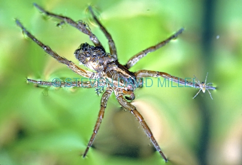 wolf spider picture;wolf spider;lycosidae;wolf spider with spiderlings;spider with spiderlings;spider floating;spider on the surface of the water;example of water surface tension;water surface tension and spider;florida spider;arachnid;spider;steven david miller