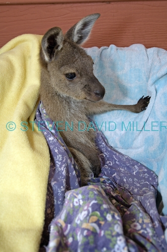 orphan animal;orphan kangaroo;orphan kangaroo joey;orphan joey;kangaroo in care;wildlife care;orphan kangaroo in care