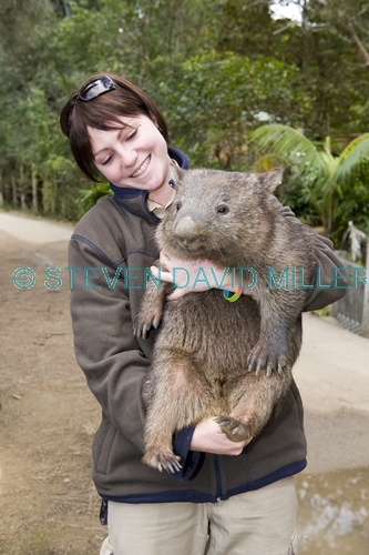 wombat;woman holding wombat;person holding wombat;carrumbin wildlife sanctuary;wombat with carer;wombat with wildlife carer;wildlife care