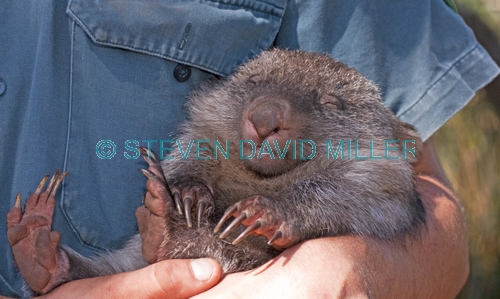 common womat;young wombat;wombat walking;orphaned wombat;vombatus ursinus;tasmanian wombat;bonorong wildlife park;wildlife care;wombat with carer;wombat with wildlife carer
