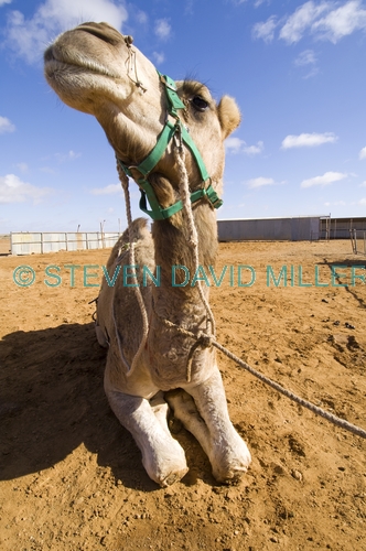 camel;dromedary camel;camelus dromedarius;dog on camel;camel sitting;one-humped camel;one humped camel;marree camel races;outback camel races;australian camel races;camel races