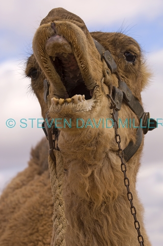 camel;dromedary camel;camelus dromedarius;dog on camel;camel sitting;one-humped camel;one humped camel;marree camel races;outback camel races;australian camel races;camel races