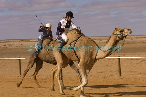 camel;dromedary camel;camelus dromedarius;camel race;girls riding camels;camel jockeys;one-humped camel;one humped camel;marree camel races;camel races;australian camel races;outback camel races