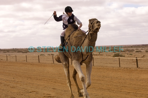 camel;dromedary camel;camelus dromedarius;camel race;girls riding camels;camel jockeys;one-humped camel;one humped camel;marree camel races;camel races;australian camel races;outback camel races