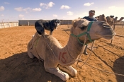 camel;dromedary-camel;camelus-dromedarius;dog-on-camel;camel-sitting;one-humped-camel;one-humped-cam