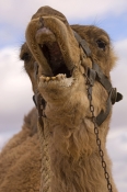 camel;dromedary-camel;camelus-dromedarius;dog-on-camel;camel-sitting;one-humped-camel;one-humped-cam