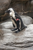 african-black-footed-penguin-picture;african-black-footed-penguin;african-penguin;spheniscus-demersu