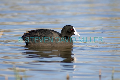 eurasian coot picture;eurasian coot;coot;fulica atra;black coot;australian coot;australian birds;bird in water;bird swimming;red eyes;muloorina station;outback wetland;bore wetland;oodnadatta track;south australia;one;single;black;steven david miller;natural wanders