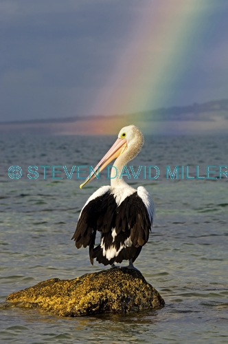 australian pelican picture;australian pelican;pelecanus conspicillatus;pelican standing on rock;pelican and rainbow;rainbow;rainbow over water;boston bay;port lincoln;lincoln national park;south australia;eyre peninsula;steven david miller;natural wanders