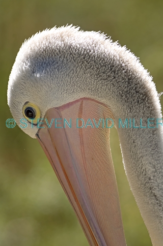australian pelican picture;australian pelican;pelecanus conspicillatus;pelican;pelican portrait;pelican head;pelican bill;pelican eye;healesville sanctuary;steven david miller;natural wanders