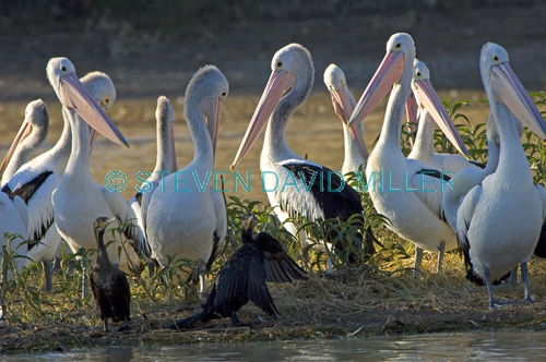 australian pelican picture;australian pelican;pelican;pelecanus conspicillatus;pelicans;pelicans in group;pelican flock;flock of pelicans;cooper creek;innamincka;innamincka regional reserve;south australia;strzelecki track;steven david miller;natural wanders