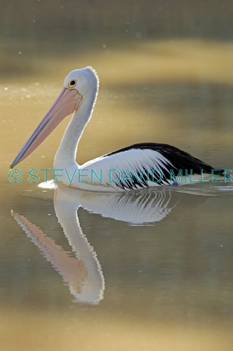 australian pelican picture;australian pelican;pelican;pelecanus conspicillatus;pelican;pelican swimming;pelican in water;cooper creek;innamincka;innamincka regional reserve;south australia;strzelecki track;steven david miller;natural wanders;reflection