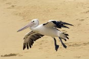 australian-pelican-picture;australian-pelican;pelecanus-conspicillatus;australian-pelican-flying;pel