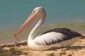 australian-pelican-picture;australian-pelican;pelican;pelecanus-conspicillatus;pelican-carrying-seaw
